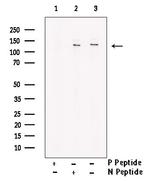 Phospho-p130Cas (Tyr267) Antibody in Western Blot (WB)