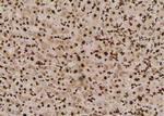 Phospho-p130Cas (Tyr387) Antibody in Immunohistochemistry (Paraffin) (IHC (P))