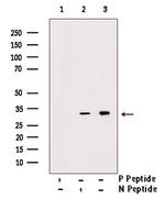 Phospho-S6 (Tyr209) Antibody in Western Blot (WB)