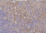 Phospho-YBX1 (Tyr162) Polyclonal Antibody