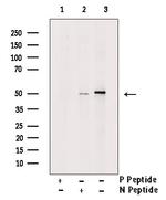 Phospho-YBX1 (Tyr162) Antibody in Western Blot (WB)