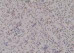 Phospho-Histone H3 (Ser58) Antibody in Immunohistochemistry (Paraffin) (IHC (P))