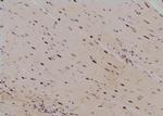 Phospho-Histone H3 (Ser58) Antibody in Immunohistochemistry (Paraffin) (IHC (P))