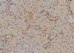 Phospho-Histone H3 (Ser58) Antibody in Immunohistochemistry (Paraffin) (IHC (P))