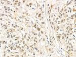 Phospho-Histone H3 (Thr12) Antibody in Immunohistochemistry (Paraffin) (IHC (P))