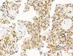 Phospho-Histone H3 (Thr12) Antibody in Immunohistochemistry (Paraffin) (IHC (P))