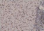 Phospho-Histone H3 (Thr12) Antibody in Immunohistochemistry (Paraffin) (IHC (P))