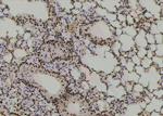 Phospho-Histone H3 (Thr12) Antibody in Immunohistochemistry (Paraffin) (IHC (P))