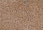 Phospho-Histone H3 (Thr12) Antibody in Immunohistochemistry (Paraffin) (IHC (P))