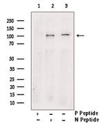 Phospho-PSD-95 (Ser142) Polyclonal Antibody