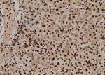Phospho-Ephrin B1 (Tyr313, Tyr317) Antibody in Immunohistochemistry (Paraffin) (IHC (P))