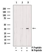 Phospho-Ephrin B1 (Tyr313, Tyr317) Antibody in Western Blot (WB)