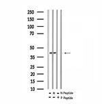 Phospho-Ephrin B1 (Tyr313, Tyr317) Antibody in Western Blot (WB)
