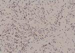 Phospho-RUNX1 (Ser397) Polyclonal Antibody