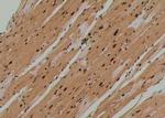 Phospho-TEK (Tyr897) Polyclonal Antibody