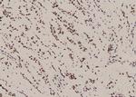 Phospho-SHP2 (Tyr62) Polyclonal Antibody