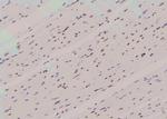 Phospho-SHP2 (Tyr62) Antibody in Immunohistochemistry (Paraffin) (IHC (P))