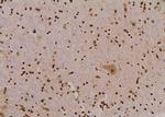 Phospho-SHP2 (Tyr62) Antibody in Immunohistochemistry (Paraffin) (IHC (P))