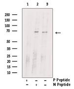 Phospho-SHP2 (Tyr62) Antibody in Western Blot (WB)