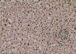Phospho-MST2 (Ser316) Antibody in Immunohistochemistry (Paraffin) (IHC (P))