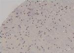 Phospho-RUNX2 (Ser275) Antibody in Immunohistochemistry (Paraffin) (IHC (P))