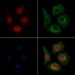 Phospho-Beclin 1 (Ser90, Ser93, Ser96) Polyclonal Antibody