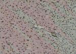 Phospho-MEF2D (Ser180) Polyclonal Antibody