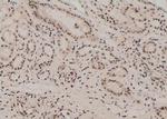 Phospho-NFATC4 (Ser289) Antibody in Immunohistochemistry (Paraffin) (IHC (P))