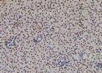 Phospho-NFATC4 (Ser289) Polyclonal Antibody