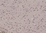 Phospho-NFATC4 (Ser289) Antibody in Immunohistochemistry (Paraffin) (IHC (P))