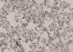 Phospho-NFATC4 (Ser289) Antibody in Immunohistochemistry (Paraffin) (IHC (P))