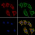 Phospho-NuMA (Ser1225) Polyclonal Antibody