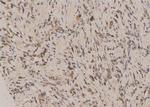 Phospho-NuMA (Ser1225) Antibody in Immunohistochemistry (Paraffin) (IHC (P))