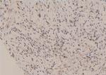 Phospho-ERK3 (Ser189) Antibody in Immunohistochemistry (Paraffin) (IHC (P))
