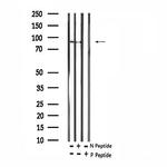Phospho-ERK3 (Ser189) Antibody in Western Blot (WB)