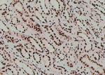 Phospho-MOB4A (Tyr26) Antibody in Immunohistochemistry (Paraffin) (IHC (P))