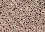 Phospho-MOB4A (Tyr26) Antibody in Immunohistochemistry (Paraffin) (IHC (P))