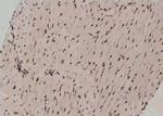 Phospho-MOB4A (Tyr26) Antibody in Immunohistochemistry (Paraffin) (IHC (P))