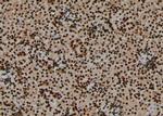 Phospho-MOB4A (Tyr26) Antibody in Immunohistochemistry (Paraffin) (IHC (P))