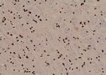 Phospho-MOB4A (Tyr26) Antibody in Immunohistochemistry (Paraffin) (IHC (P))