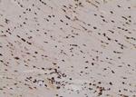 Phospho-MOB4A (Tyr26) Antibody in Immunohistochemistry (Paraffin) (IHC (P))