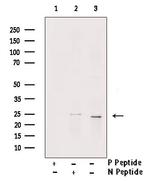 Phospho-MOB4A (Tyr26) Antibody in Western Blot (WB)