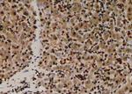 Phospho-MOB4A (Ser9) Polyclonal Antibody