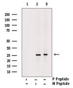Phospho-MOB4A (Ser9) Antibody in Western Blot (WB)