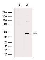 Phospho-STING (Ser366) Antibody in Western Blot (WB)