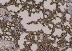 Phospho-MAPK15 (Tyr177) Antibody in Immunohistochemistry (Paraffin) (IHC (P))