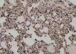Phospho-MAPK15 (Tyr177) Antibody in Immunohistochemistry (Paraffin) (IHC (P))