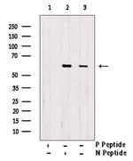 Phospho-MAPK15 (Tyr177) Antibody in Western Blot (WB)
