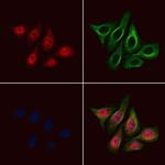 Phospho-BAP1 (Ser369) Polyclonal Antibody