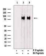Phospho-BAP1 (Ser369) Antibody in Western Blot (WB)